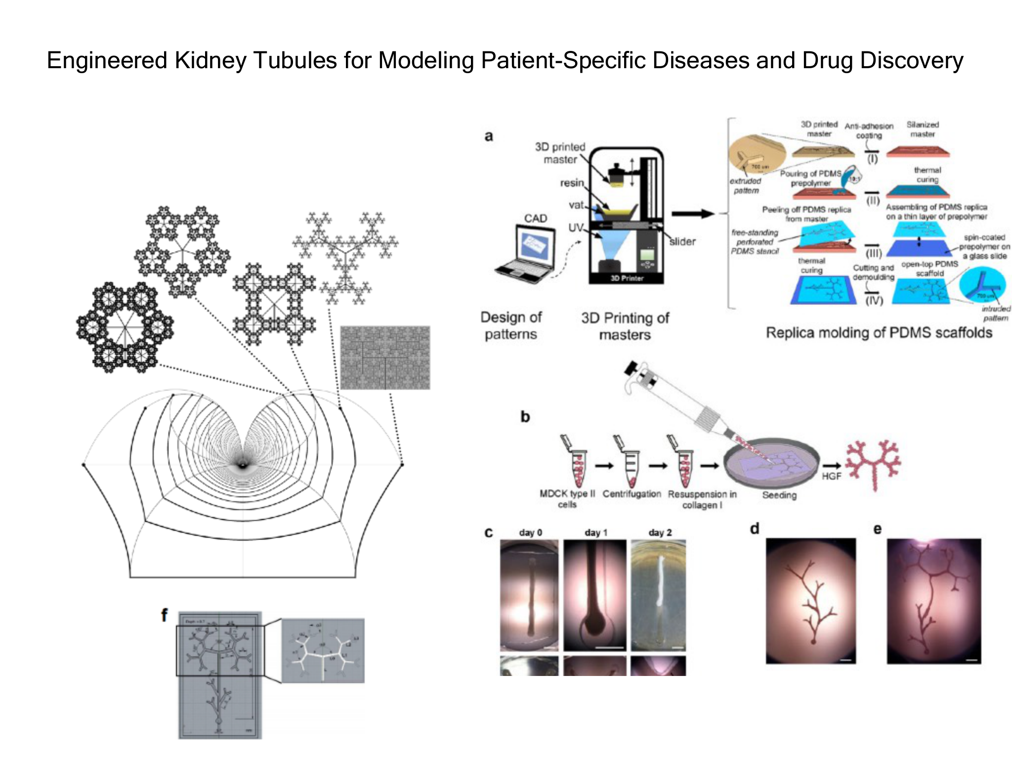 Slide 42: Engineered Kidney Tubules for Modeling Patient-Speciﬁc Diseases and Drug Discovery Imatge