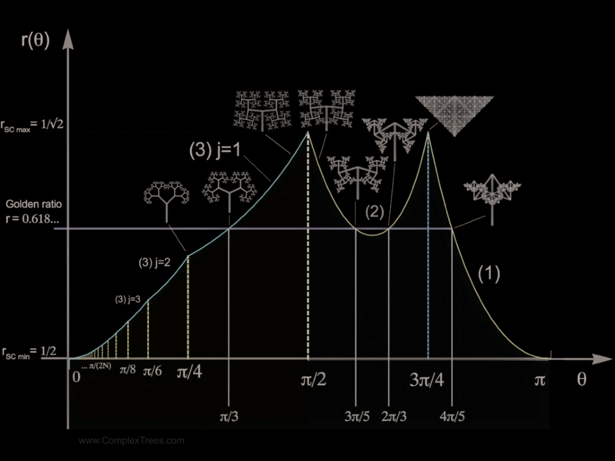 Slide 9: www.ComplexTrees.com